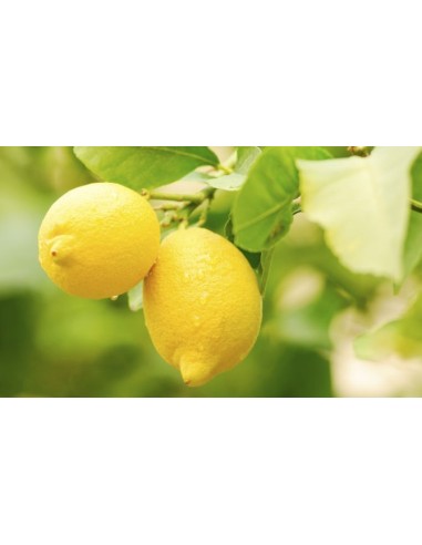 Limoni calabresi (non trattate) 5 kg - galluccio prodotti tipici calabresi