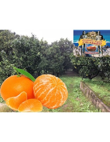 Clementine Calabresi 10 kg - galluccio prodotti tipici calabresi